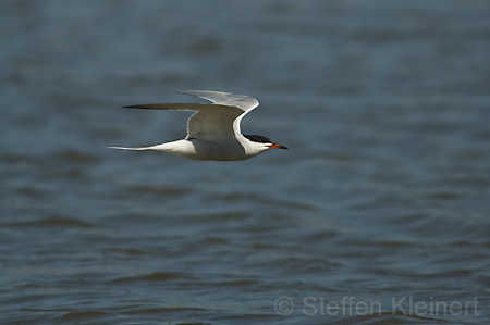 Fluss-Seeschwalbe - Sterna hirundo 014