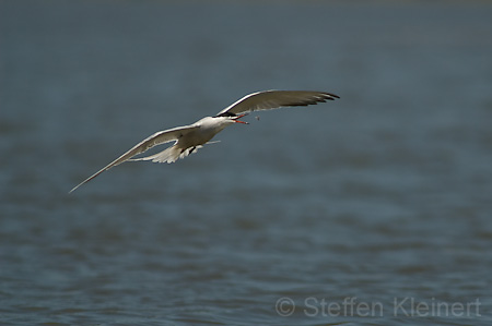 Fluss-Seeschwalbe - Sterna hirundo 015