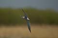 Fluss-Seeschwalbe - Sterna hirundo 005