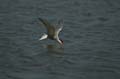 Fluss-Seeschwalbe - Sterna hirundo 008