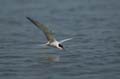 Fluss-Seeschwalbe - Sterna hirundo 009