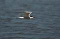 Fluss-Seeschwalbe - Sterna hirundo 014