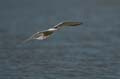 Fluss-Seeschwalbe - Sterna hirundo 015