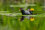 Teichralle beim Nestbau, Teichhuhn, Moorhen, Gallinula chloropus 01