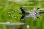 Teichralle beim Nestbau, Teichhuhn, Moorhen, Gallinula chloropus 02