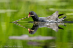 Teichralle beim Nestbau, Teichhuhn, Moorhen, Gallinula chloropus 03