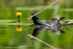 Teichralle beim Nestbau, Teichhuhn, Moorhen, Gallinula chloropus 04