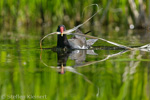 Teichralle beim Nestbau, Teichhuhn, Moorhen, Gallinula chloropus 05