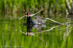 Teichralle beim Nestbau, Teichhuhn, Moorhen, Gallinula chloropus 06