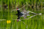 Teichralle beim Nestbau, Teichhuhn, Moorhen, Gallinula chloropus 07