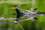 Teichralle beim Nestbau, Teichhuhn, Moorhen, Gallinula chloropus 08