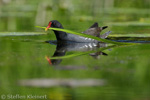 Teichralle beim Nestbau, Teichhuhn, Moorhen, Gallinula chloropus 09