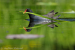 Teichralle beim Nestbau, Teichhuhn, Moorhen, Gallinula chloropus 10