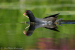 Teichralle beim Nestbau, Teichhuhn, Moorhen, Gallinula chloropus 11