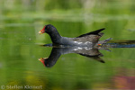 Teichralle beim Nestbau, Teichhuhn, Moorhen, Gallinula chloropus 12