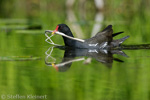 Teichralle beim Nestbau, Teichhuhn, Moorhen, Gallinula chloropus 13