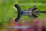 Teichralle beim Nestbau, Teichhuhn, Moorhen, Gallinula chloropus