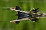 Teichralle beim Nestbau, Teichhuhn, Moorhen, Gallinula chloropus 15