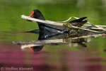 Teichralle beim Nestbau, Teichhuhn, Moorhen, Gallinula chloropus 16