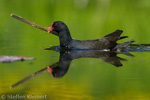 Teichralle beim Nestbau, Teichhuhn, Moorhen, Gallinula chloropus 17