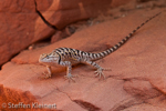 Water Holes Canyon, Arizona, USA 13