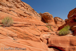 Water Holes Canyon, Arizona, USA 19