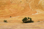 Yellow Rock, Grand Staircase-Escalante NM, GSENM, Utah, USA 18