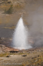 Artesia Geyser, Firehole Lake Drive, Yellowstone NP, USA 19