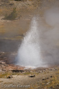 Artesia Geyser, Firehole Lake Drive, Yellowstone NP, USA 20