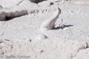 Fountain Paint Pots, Yellowstone NP, USA 17