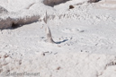 Fountain Paint Pots, Yellowstone NP, USA 19