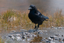 Kolkrabe, Raven, Corvus corax, Firehole Lake Drive, Yellowstone NP, USA 25