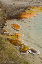 Silex Spring, Fountain Paint Pots Area, Yellowstone NP, USA 06