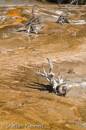 Thermophile Matten, Fountain Paint Pots Area, Yellowstone NP, USA 03