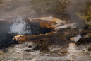 Young Hopeful Geyser, Firehole Lake Drive, Yellowstone NP, USA 18