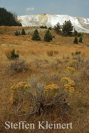 Yellowstone NP - Mammoth Hot Springs 002