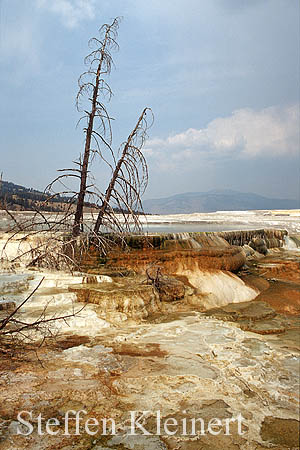 Yellowstone NP - Mammoth Hot Springs - Canary Spring 018