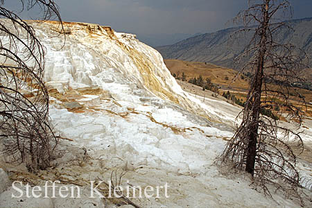 Yellowstone NP - Mammoth Hot Springs - Canary Spring 020