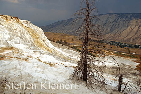 Yellowstone NP - Mammoth Hot Springs - Canary Spring 021