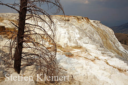 Yellowstone NP - Mammoth Hot Springs - Canary Spring 022