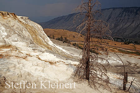 Yellowstone NP - Mammoth Hot Springs - Canary Spring 024