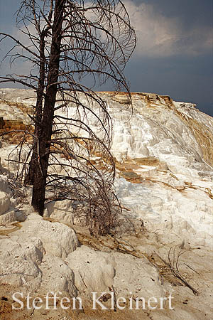 Yellowstone NP - Mammoth Hot Springs - Canary Spring 026