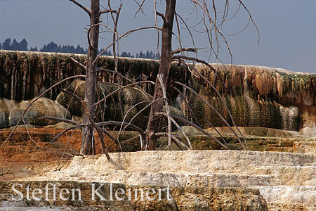 Yellowstone NP - Mammoth Hot Springs - Canary Spring 032