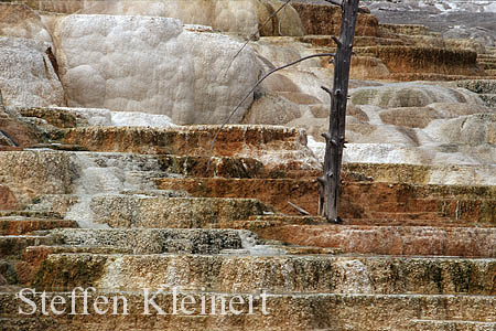 Yellowstone NP - Mammoth Hot Springs - Canary Spring 033