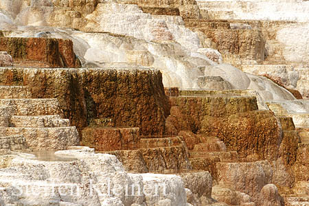 Yellowstone NP - Mammoth Hot Springs - Canary Spring 034