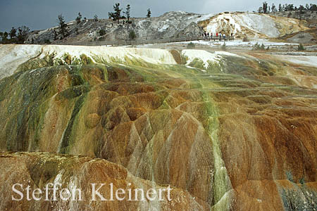 Yellowstone NP - Mammoth Hot Springs - Hymen Terrace 043