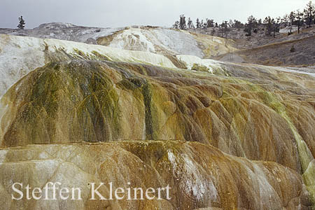 Yellowstone NP - Mammoth Hot Springs - Hymen Terrace 049