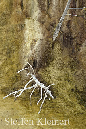 Yellowstone NP - Mammoth Hot Springs - Orange Spring Mound 056