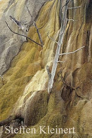 Yellowstone NP - Mammoth Hot Springs - Orange Spring Mound 057