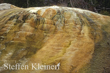 Yellowstone NP - Mammoth Hot Springs - Orange Spring Mound 059